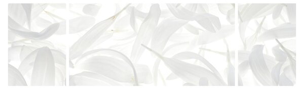 Obraz - Okvětní lístky (170x50 cm)