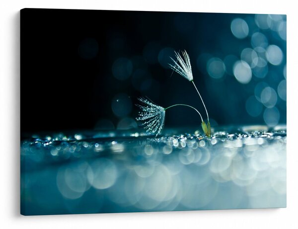 Obraz - Makro (70x50 cm)