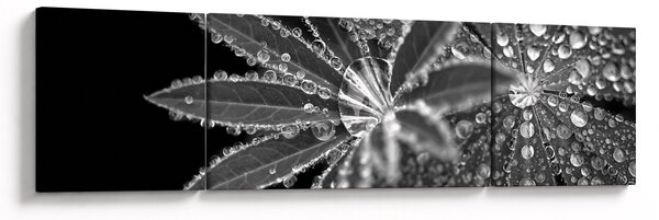 Obraz - Listy s kapkami (170x50 cm)