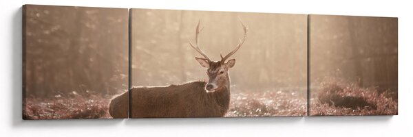 Obraz - Jelen v lese (170x50 cm)