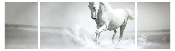 Obraz - Bílý kůň (170x50 cm)