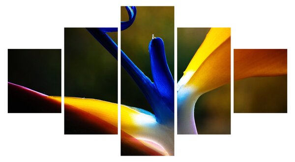 Obraz - Exotický květ (125x70 cm)