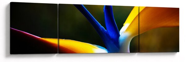 Obraz - Exotický květ (170x50 cm)