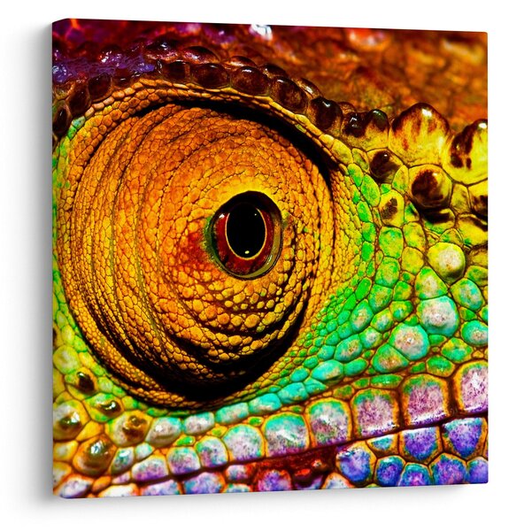 Obraz - Chameleon (30x30 cm)