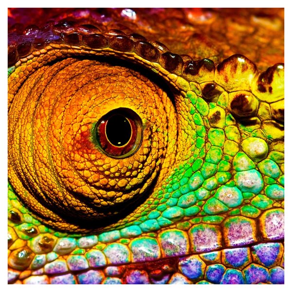 Obraz - Chameleon (30x30 cm)