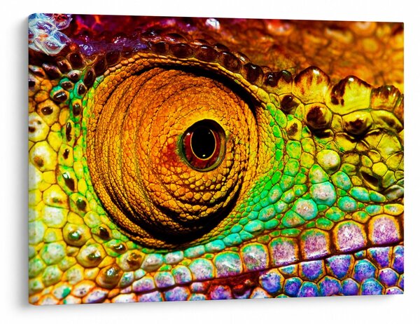 Obraz - Chameleon (70x50 cm)