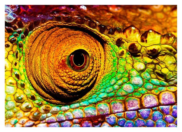 Obraz - Chameleon (70x50 cm)