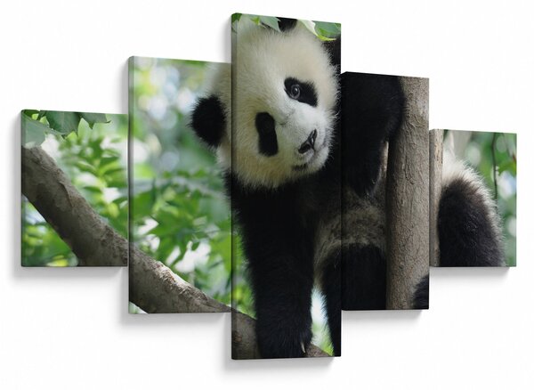 Obraz - Panda na stromě (125x70 cm)