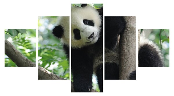Obraz - Panda na stromě (125x70 cm)
