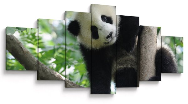 Obraz - Panda na stromě (210x100 cm)