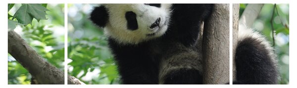 Obraz - Panda na stromě (170x50 cm)