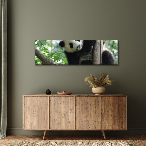 Obraz - Panda na stromě (170x50 cm)