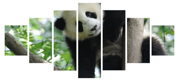 Obraz - Panda na stromě (210x100 cm)