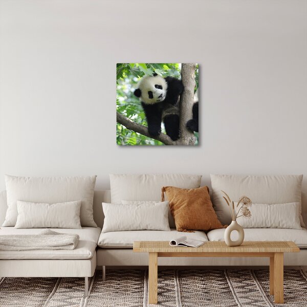 Obraz - Panda na stromě (30x30 cm)