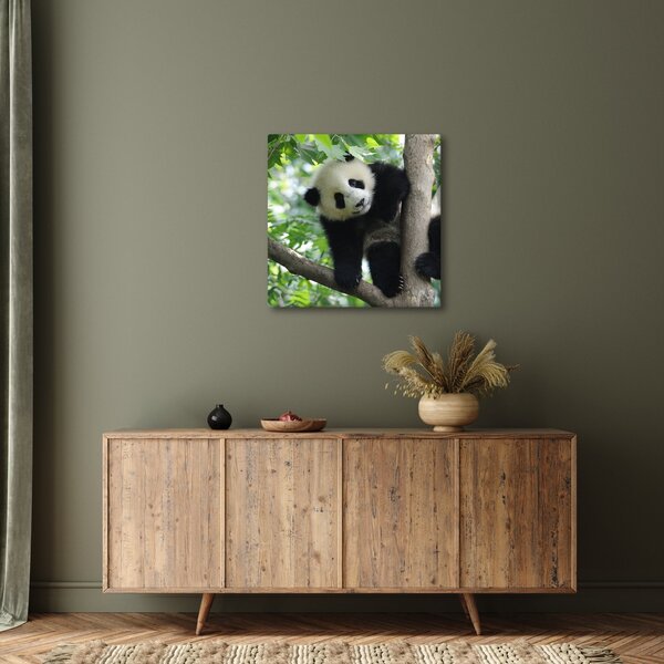 Obraz - Panda na stromě (30x30 cm)
