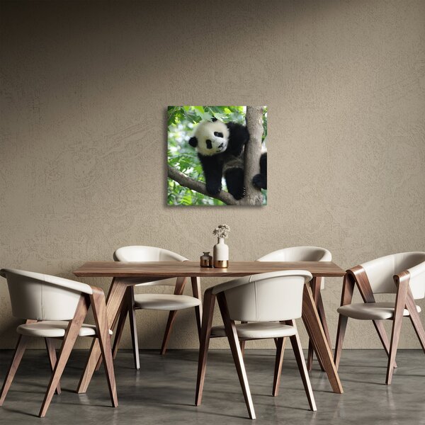 Obraz - Panda na stromě (30x30 cm)