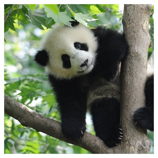 Obraz - Panda na stromě (30x30 cm)
