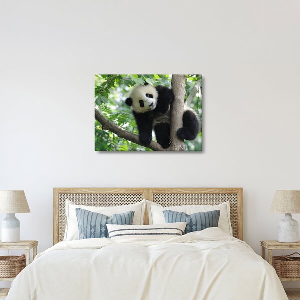Obraz - Panda na stromě (70x50 cm)