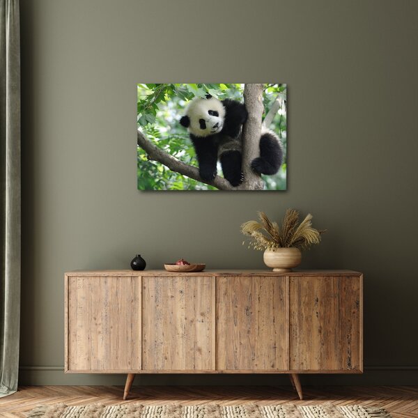 Obraz - Panda na stromě (70x50 cm)
