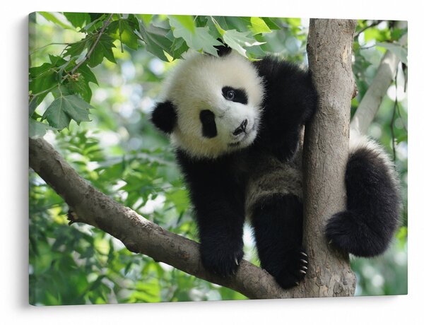 Obraz - Panda na stromě (70x50 cm)