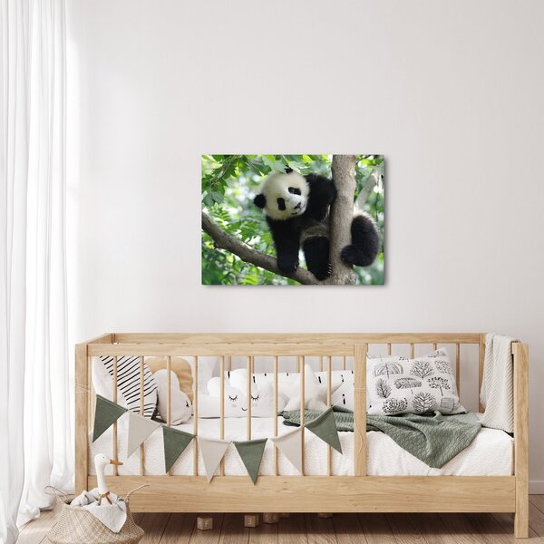 Obraz - Panda na stromě (70x50 cm)