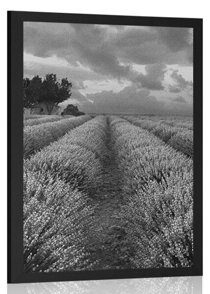 Plakát levandulové pole v černobílém provedení - 20x30 silver