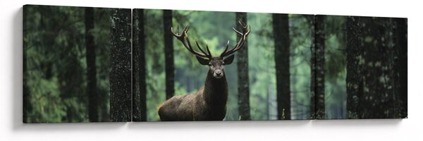 Obraz - Jelen v hlubokém lese (170x50 cm)