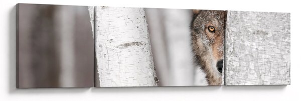 Obraz - Vlk (170x50 cm)