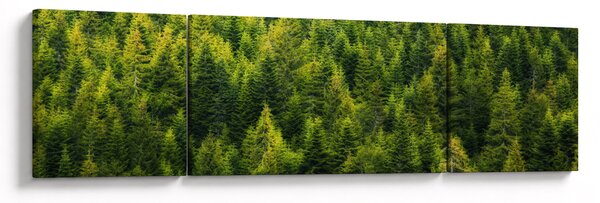 Obraz - Hustý les (170x50 cm)