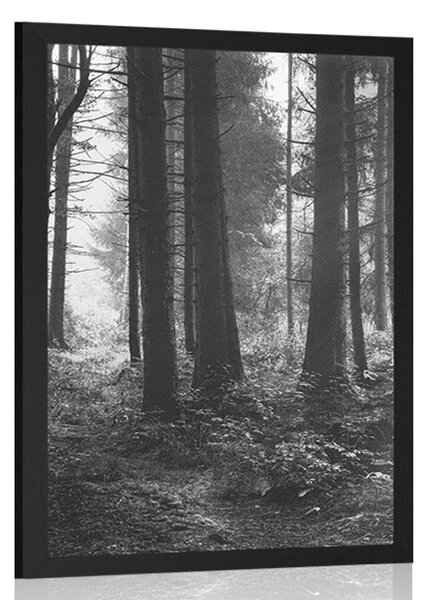 Plakát les zalitý sluncem v černobílém provedení - 20x30 black