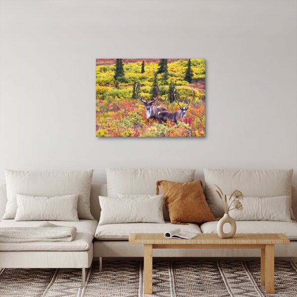 Obraz - Karibu na Aljašce (70x50 cm)