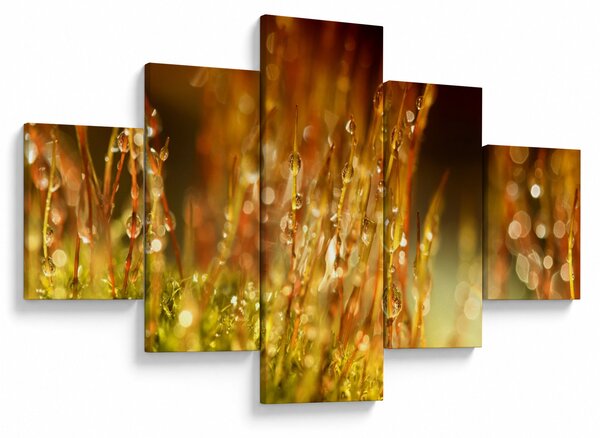 Obraz - Detail rosy (125x70 cm)