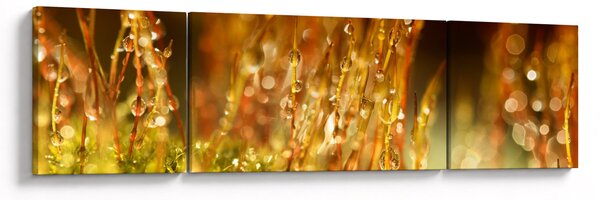 Obraz - Detail rosy (170x50 cm)