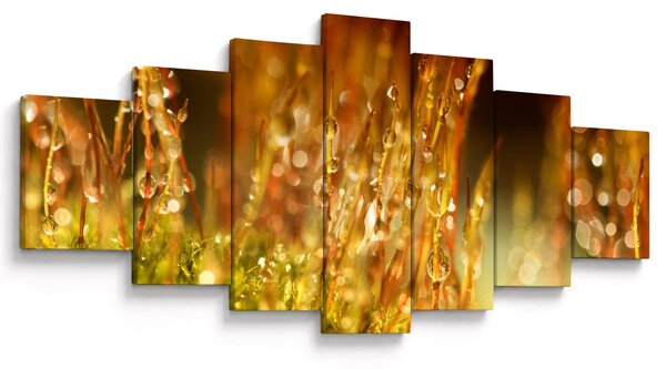 Obraz - Detail rosy (210x100 cm)