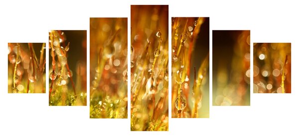 Obraz - Detail rosy (210x100 cm)