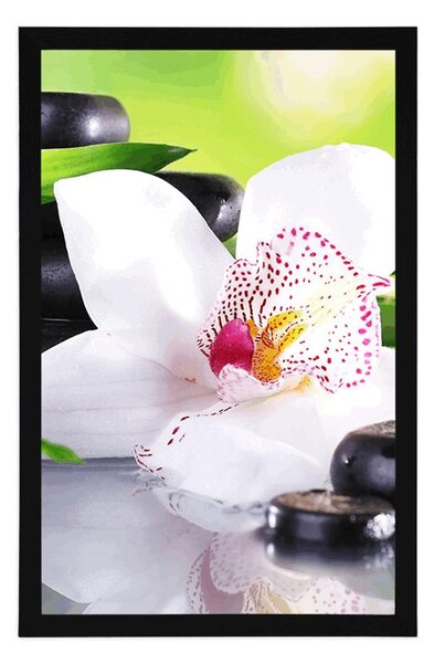 Plakát japonská orchidej