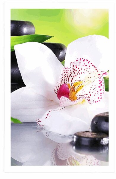 Plakát japonská orchidej