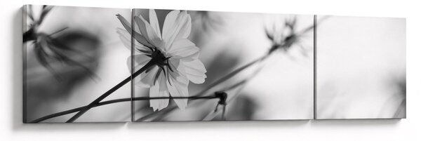 Obraz - Černobílé květiny (170x50 cm)