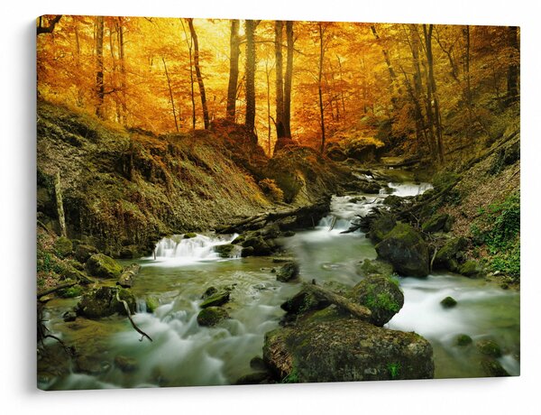 Obraz - Les (70x50 cm)