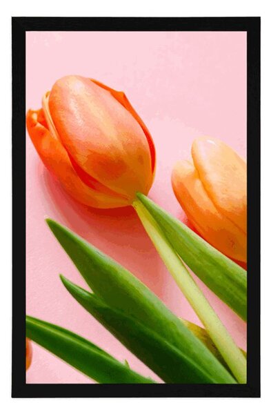 Plakát tulipán