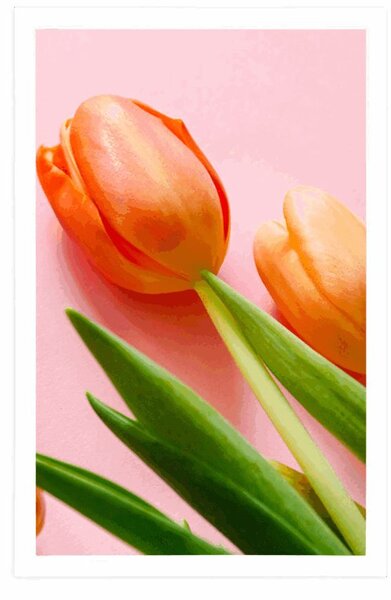 Plakát tulipán