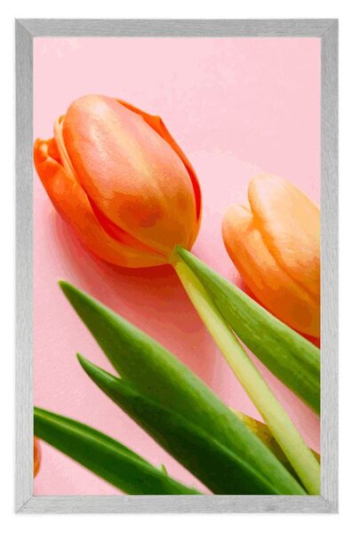 Plakát tulipán