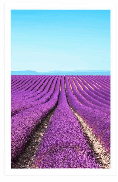 Plakát nekonečné levandulové pole
