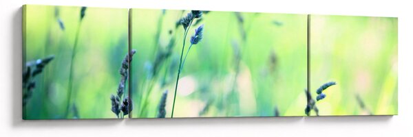 Obraz - Detail louky (170x50 cm)