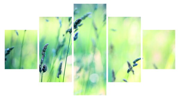 Obraz - Detail louky (125x70 cm)
