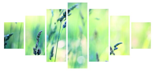 Obraz - Detail louky (210x100 cm)
