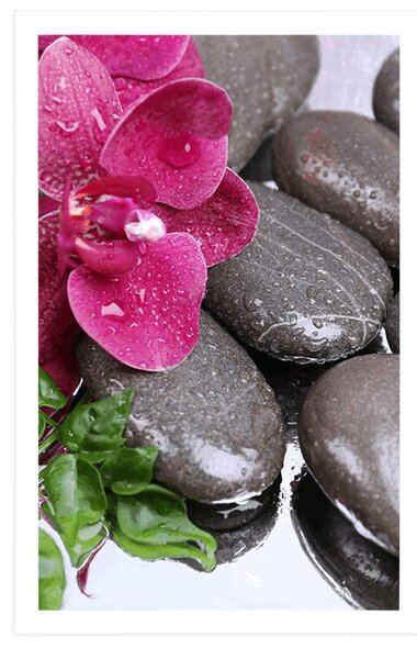 Plakát kvetoucí orchidej a wellness kameny