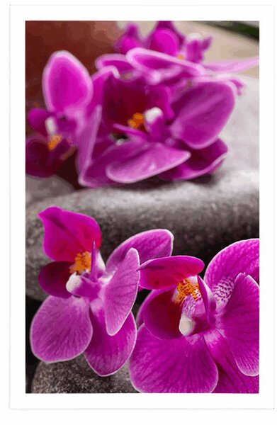 Plakát nádherná orchidej a Zen kameny