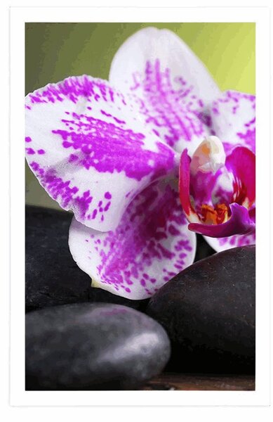 Plakát orchidej a černé kameny