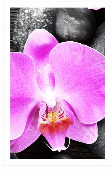 Plakát nádherná orchidej a kameny
